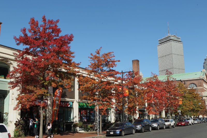 Pin oaks along Rt. 9 in Boston in fall color