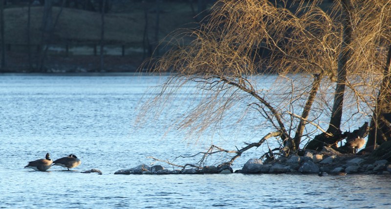 Canada geese in Jamaica Pond