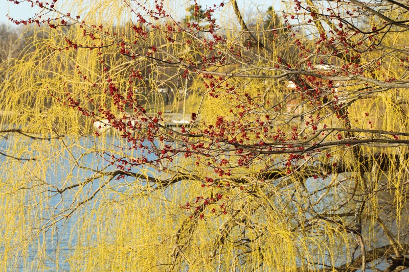 maple and willow flowers