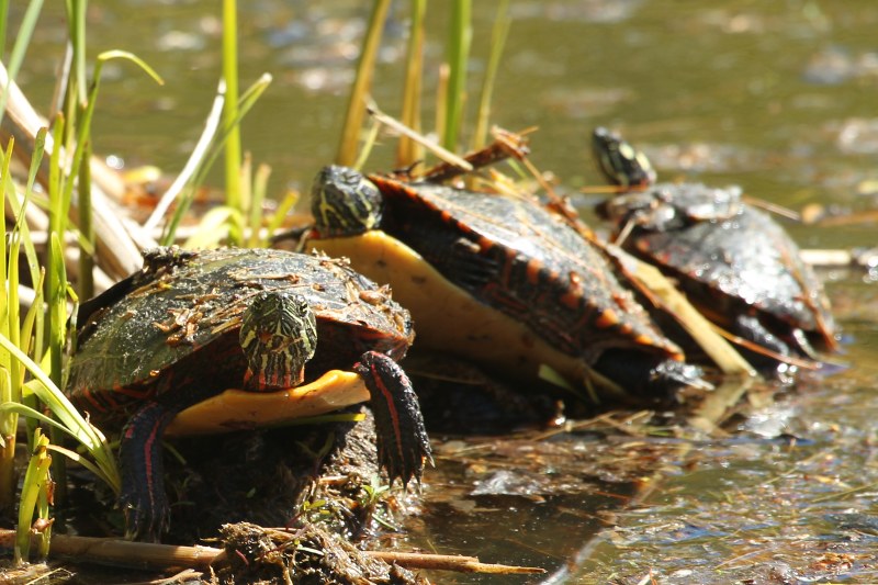 Painted turtles sun themselves on the edge of the pond.