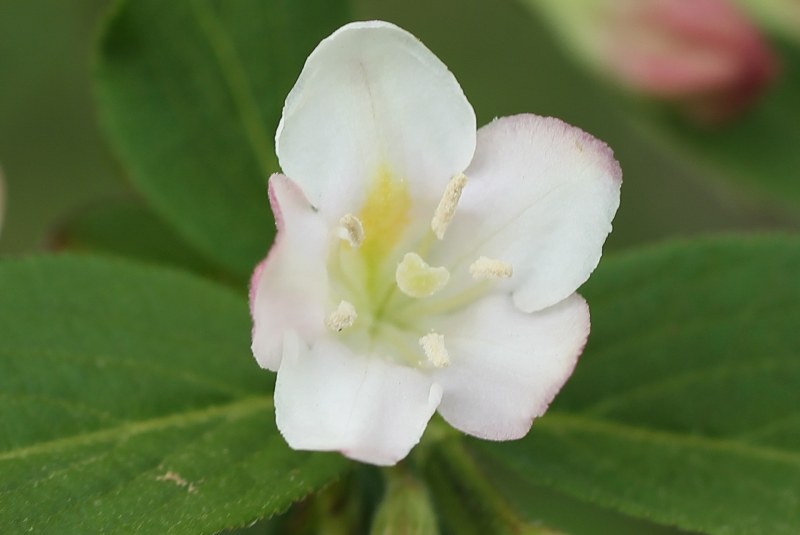 Weigela praecox 'gracieux' flower