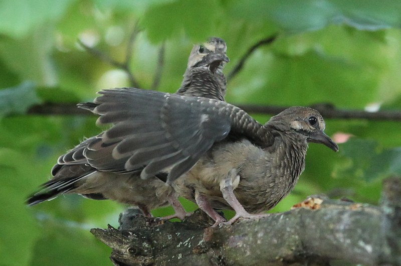 Fledgling mourning doves on a branch