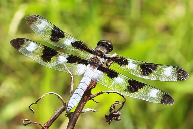 twelve-spotted skimmer dragonfly