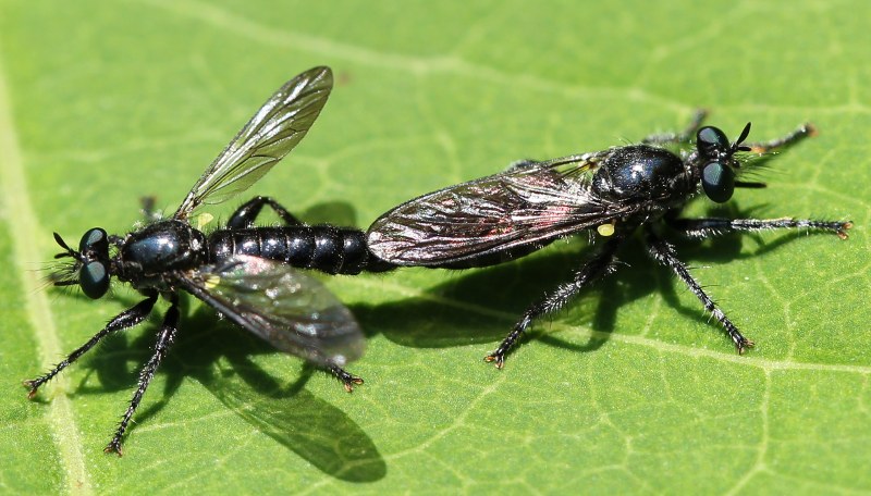 Mating robber flies