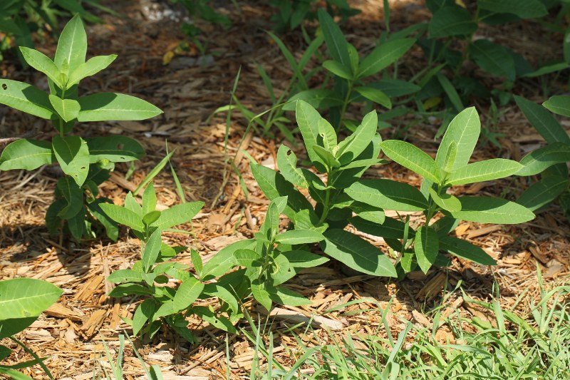 Common milkweed plants