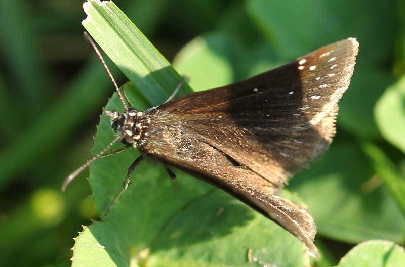 Common sootywing