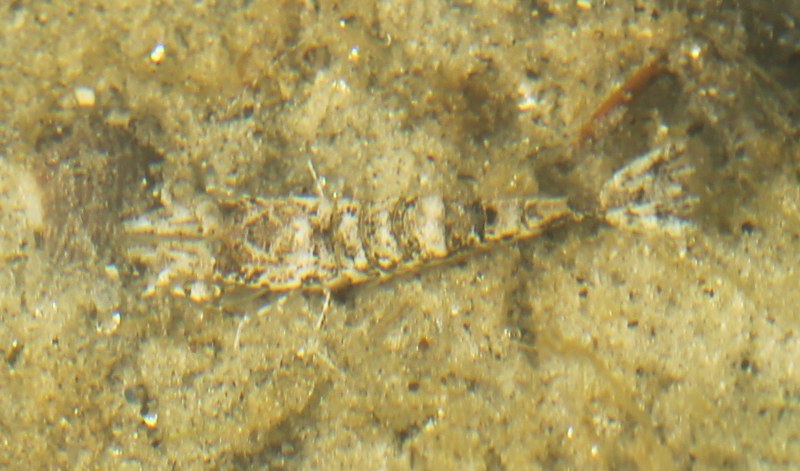 Sand shrimp on sandy bottom