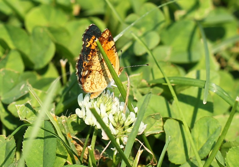 Pearl crescent on white clover