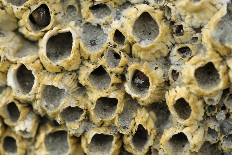 Empty shells of northern rock barnacles