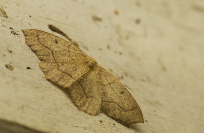 Hemlock looper moth