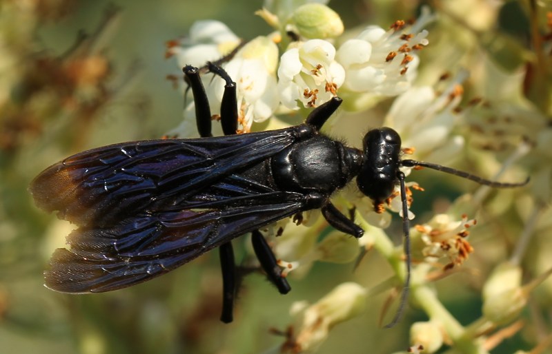Great black wasp