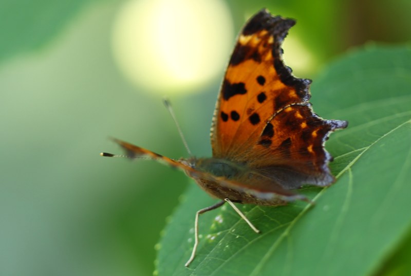 Eastern comma butterfly opening its wings