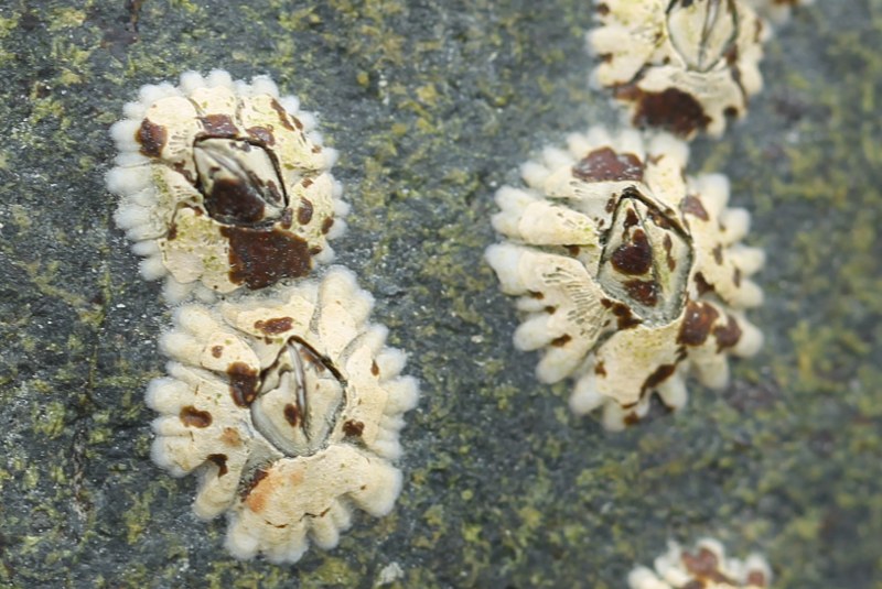 Northern rock barnacles