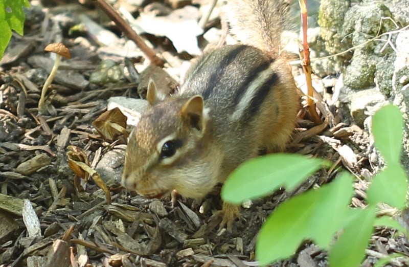 Eastern chipmunk with food in its cheeks