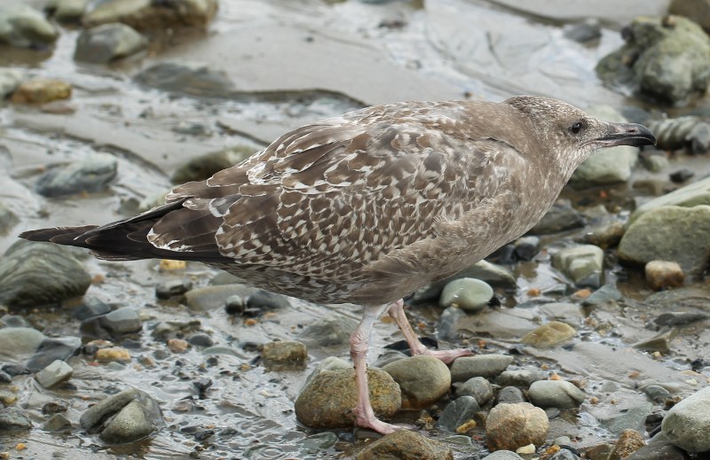 Juvenile herring gull