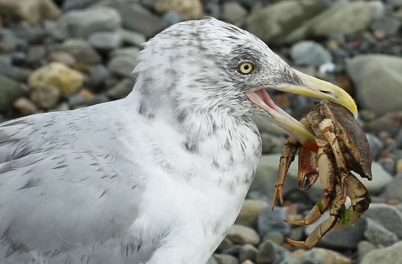 Herring gull with crab