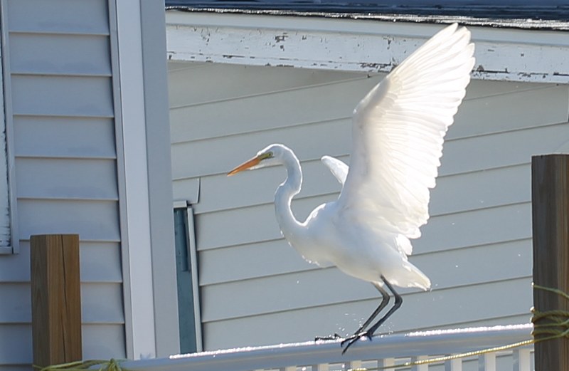 Great egret with wings held high