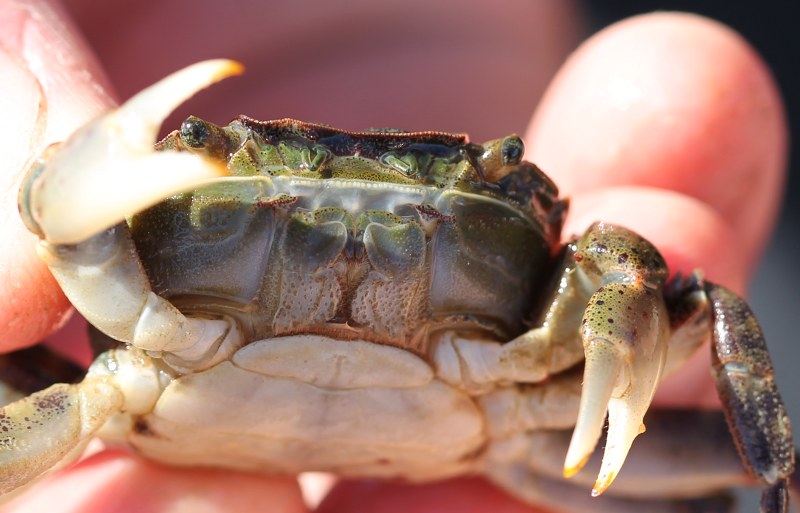 Green crab (close-up of face)