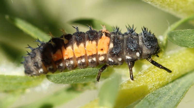 Asian multi-colored beetle larva