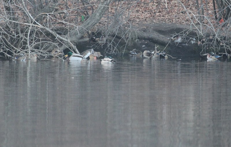 Group of ducks next to an island on Leverett Pond