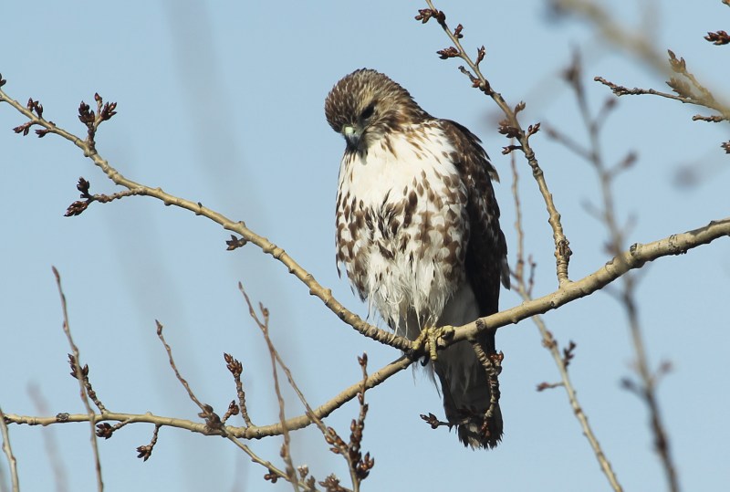 Red-tailed hawk on the hunt