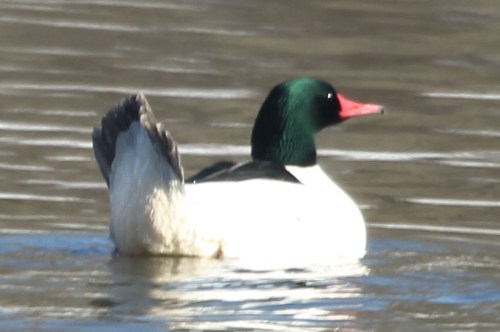 Male common merganser with raised tail