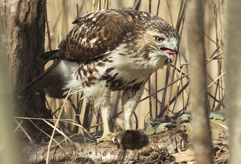 Red-tailed hawk with mouse for prey