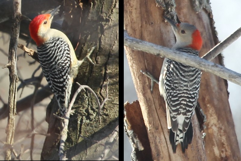 Red-bellied woodpeckers, male and female, on tree trunks