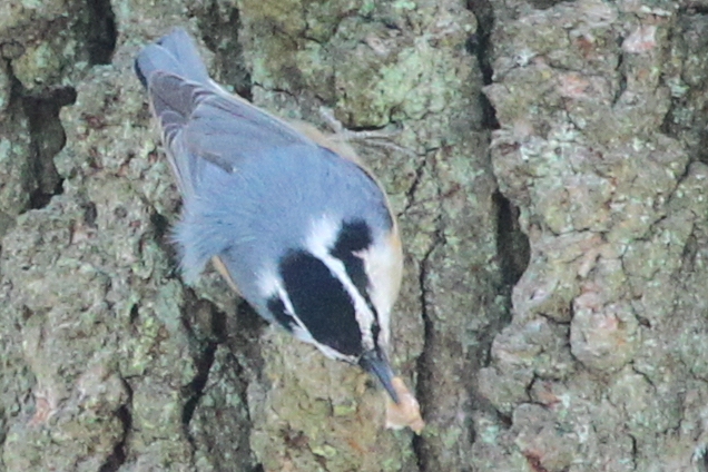 red-breasted nuthatch collecting pine resin
