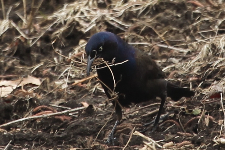 Common grackle with straw and dead grass in its bill.