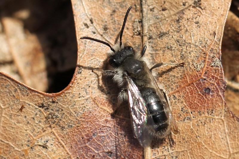 Cellophane bee