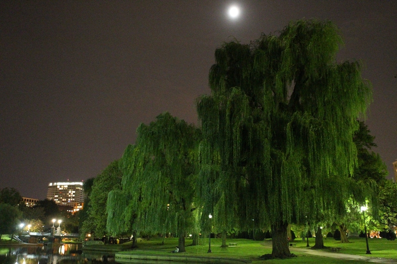 weeping willows in the public garden