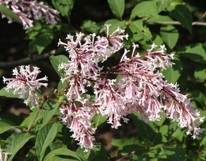 Swegiflexa lilac flowers
