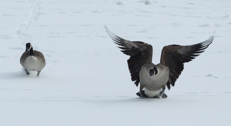 Canada goose flapping its wings