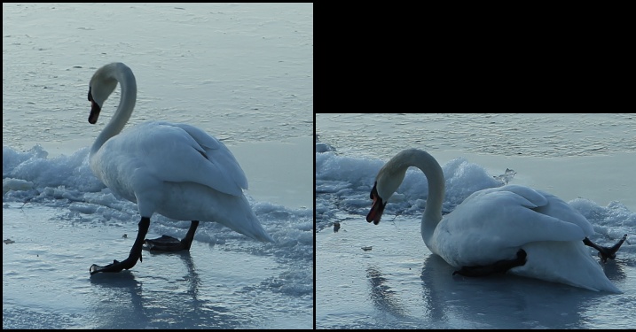 Mute swan slips on ice
