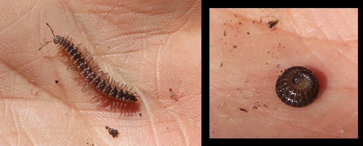 Two millipedes in Jef's palm