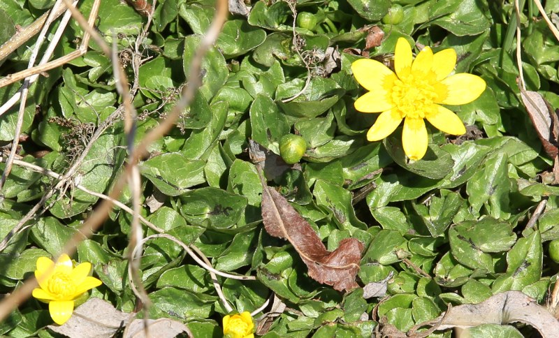 Lesser Celandine in flower