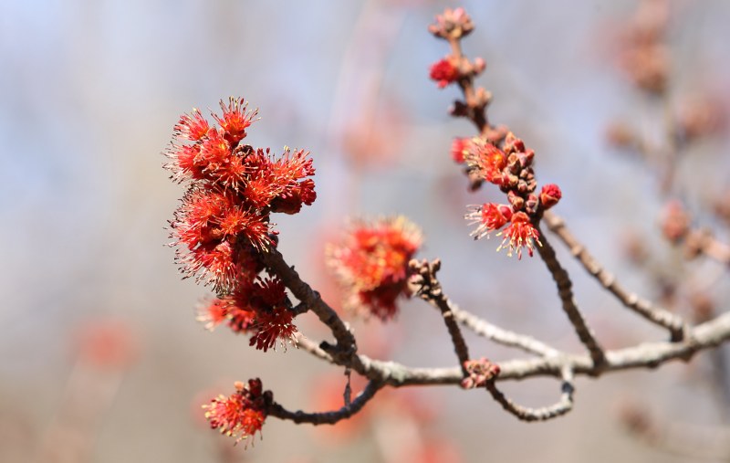 Red maple flowers
