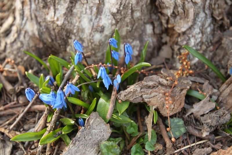 Siberian squill flowers