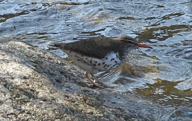 Spotted sandpiper by the banks of Jamaica Pond