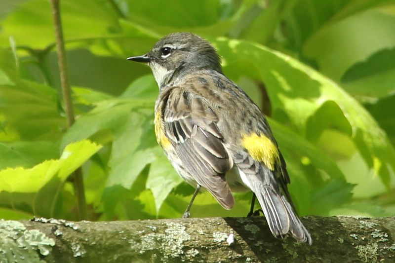 Yellow-rumped warbler showing its yellow rump patch
