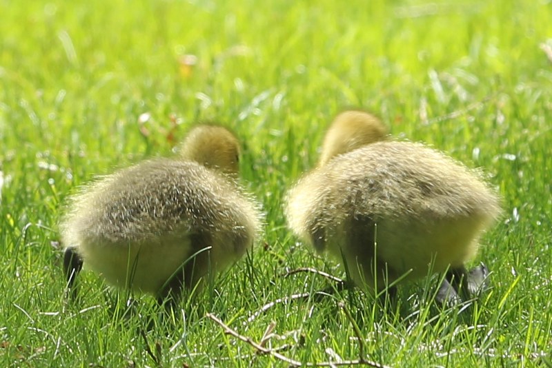Two Canada geese goslings in grass