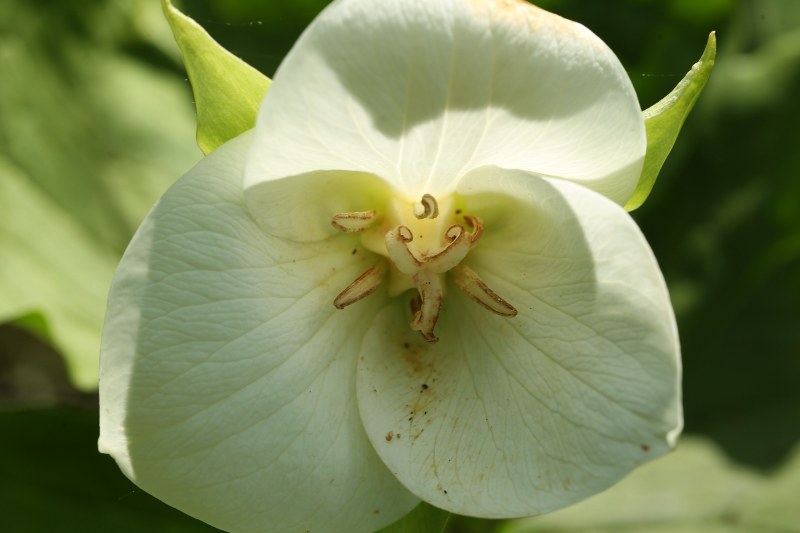 Trillium grandiflorum white flower