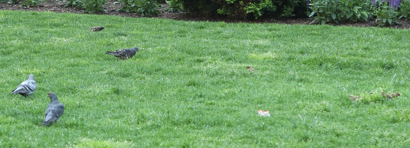 Birds in Dewey Square park
