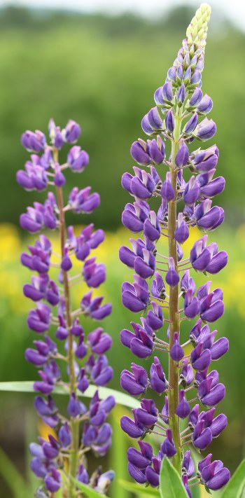 Purple lupine flowers