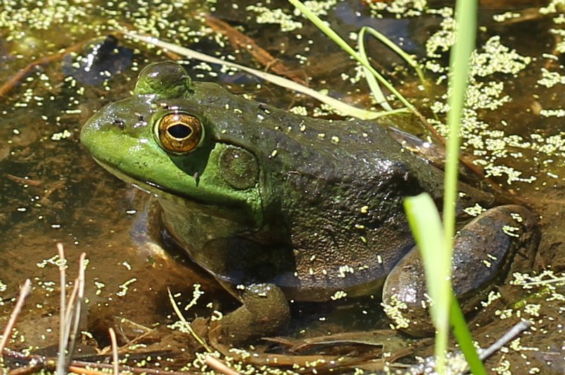 American bullfrog in shallow, muddy water