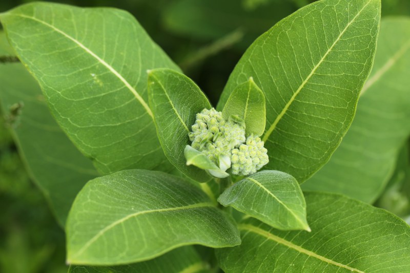 Common milkweed leaves and flower buds