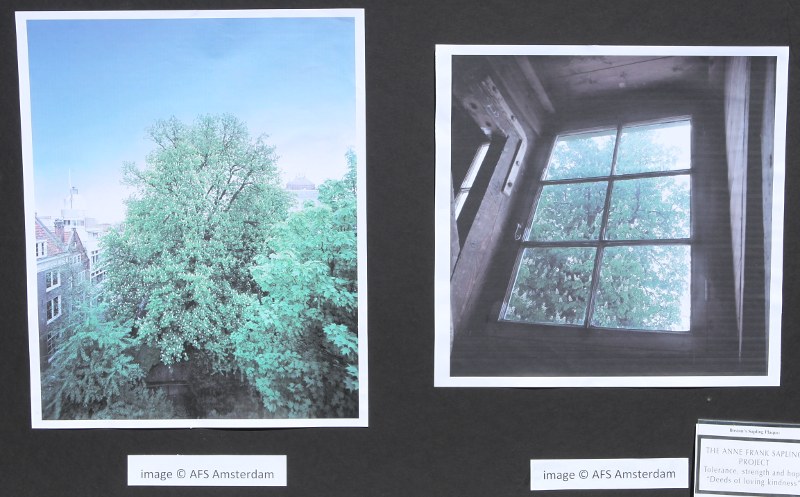 Two photos of the original Anne Frank tree