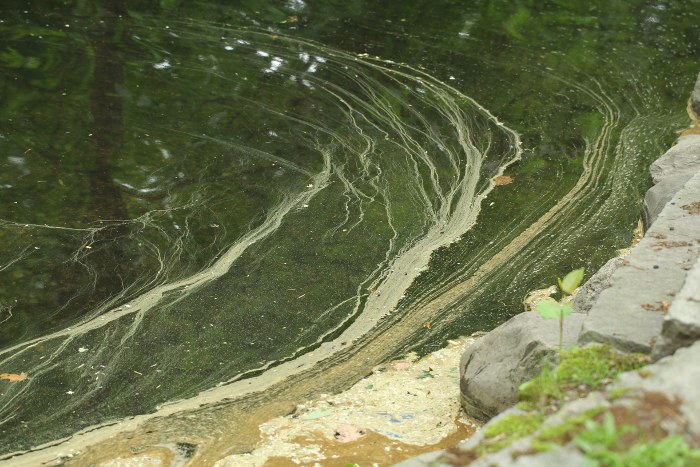 Streaks of pollen on the water's surface