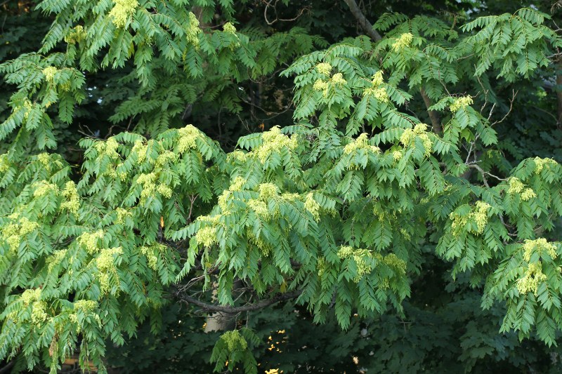 Ailanthus with green fruit